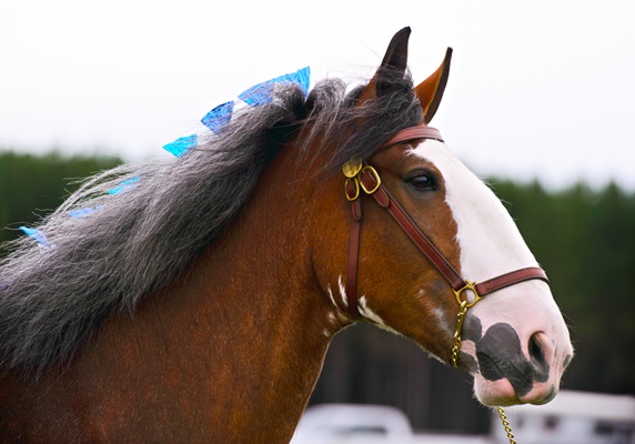 a close-up of a Clydesdale horse's head. The horse has a chestnut-colored coat, a white blaze on its face, and is wearing a leather bridle. Its mane is decorated with blue ribbons. The background is blurred, featuring greenery and an overcast sky.